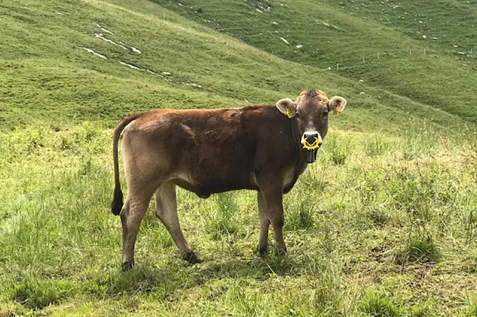 2020-07-18-Kalb-Nasenring-Illgau-Schweiz-2007-c-PETA-D-1920w.webp